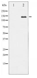 NOS3 / eNOS Antibody