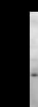 Monoclonal Mouse anti-Human HOXC9 Antibody (clone HOXCA6E6, IF, WB)