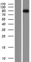 PNISR Protein (Over-Expression Lysate Myc-DDK (Flag))