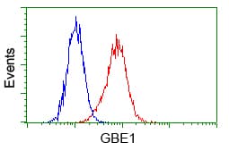 GBE1 Antibody (clone OTI4A1)