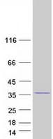 Human GIMAP5 Protein (Recombinant Myc-DDK (Flag))