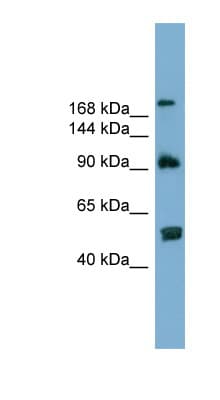 ATG2A Antibody (aa107-156)
