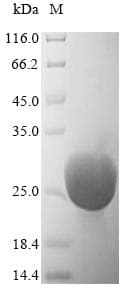 Rat Trypsin-4 Protein (Recombinant 6His, N-terminus)