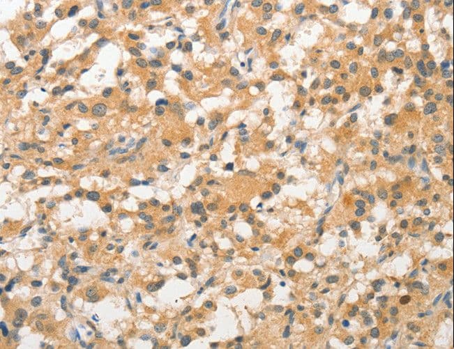 STAM1 / STAM Antibody