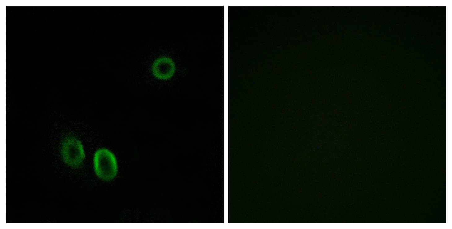 Polyclonal Rabbit anti-Human OR51E1 Antibody (aa241-290, IF, WB)