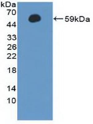 CCNA1 / Cyclin A1 Antibody (aa183-430)