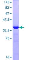 Human ZNF148 / ZBP-89 Protein (Recombinant GST, N-terminus)