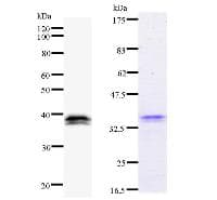 Monoclonal Mouse anti-Human IRF3 Antibody (clone IRF35I218, IF, WB)