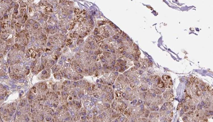 P4HA2 Antibody