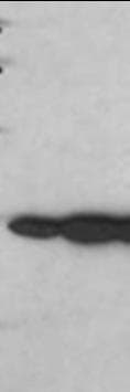 CDK1 / CDC2 Antibody (clone POH-1)