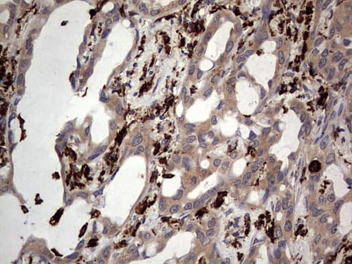 CD68 Antibody (aa22-319, clone OTI7D3)