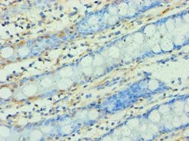 WNT2 / IRP Antibody (aa26-360)