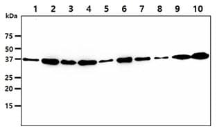 Monoclonal Mouse anti-Human VTA1 Antibody (clone AT14G10, WB)