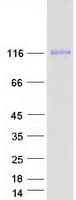Human RTN1 / Reticulon 1 Protein (Recombinant Myc-DDK (Flag))