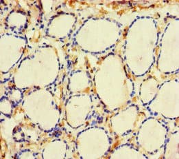 ME3 Antibody