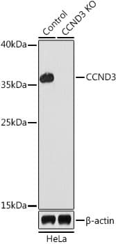 CCND3 / Cyclin D3 Antibody