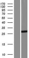 TESC Protein (Over-Expression Lysate Myc-DDK (Flag))