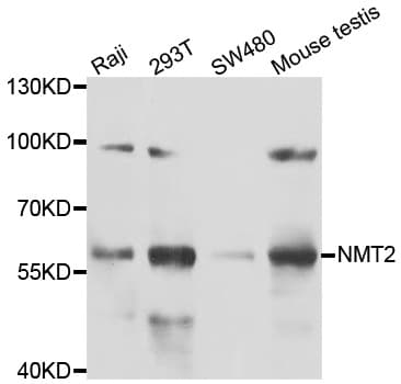 NMT2 Antibody