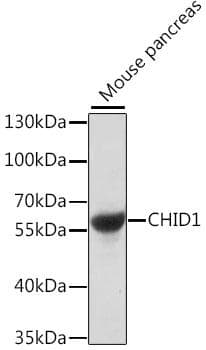 CHID1 Antibody
