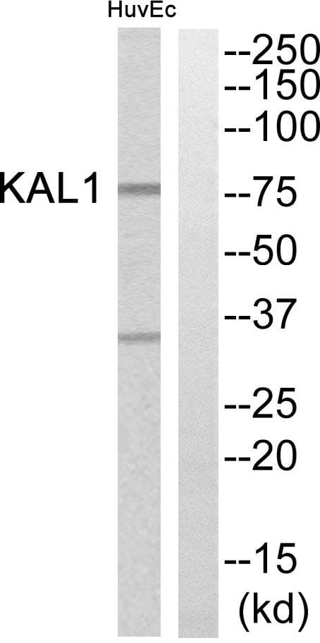 ANOS1 / Anosmin Antibody