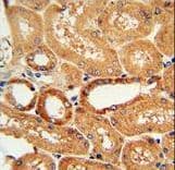 COQ9 Antibody (aa156-184)
