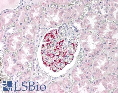 IHC-plus™ LRRC25 Antibody (clone 1B3)