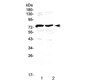GAS6 Antibody