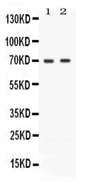 ZAP70 Antibody
