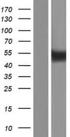SGK1 / SGK Protein (Over-Expression Lysate Myc-DDK (Flag))