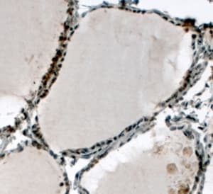 Polyclonal Goat anti-Human ELF5 Antibody (aa244-255)