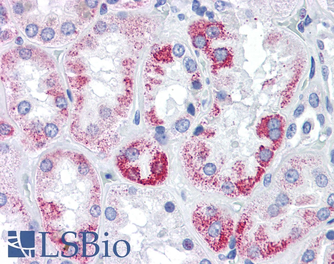 IHC-plus™ OAT Antibody (clone AT23A2)