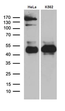 THG-1 / TSC22D4 Antibody (aa1-395, clone OTI3G6)