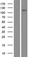 KIAA0692 / ANKLE2 Protein (Over-Expression Lysate Myc-DDK (Flag))
