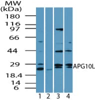 ATG10 Antibody (aa1-50)