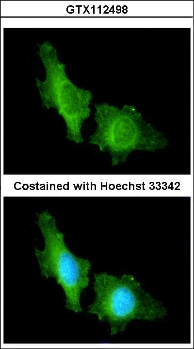 CNGA2 Antibody (aa412-664)