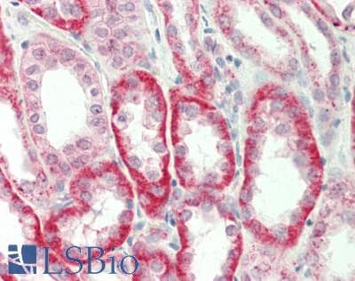 SV2A / SV Antibody (aa501-550)