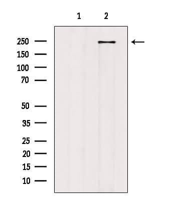 HEATR1 Antibody