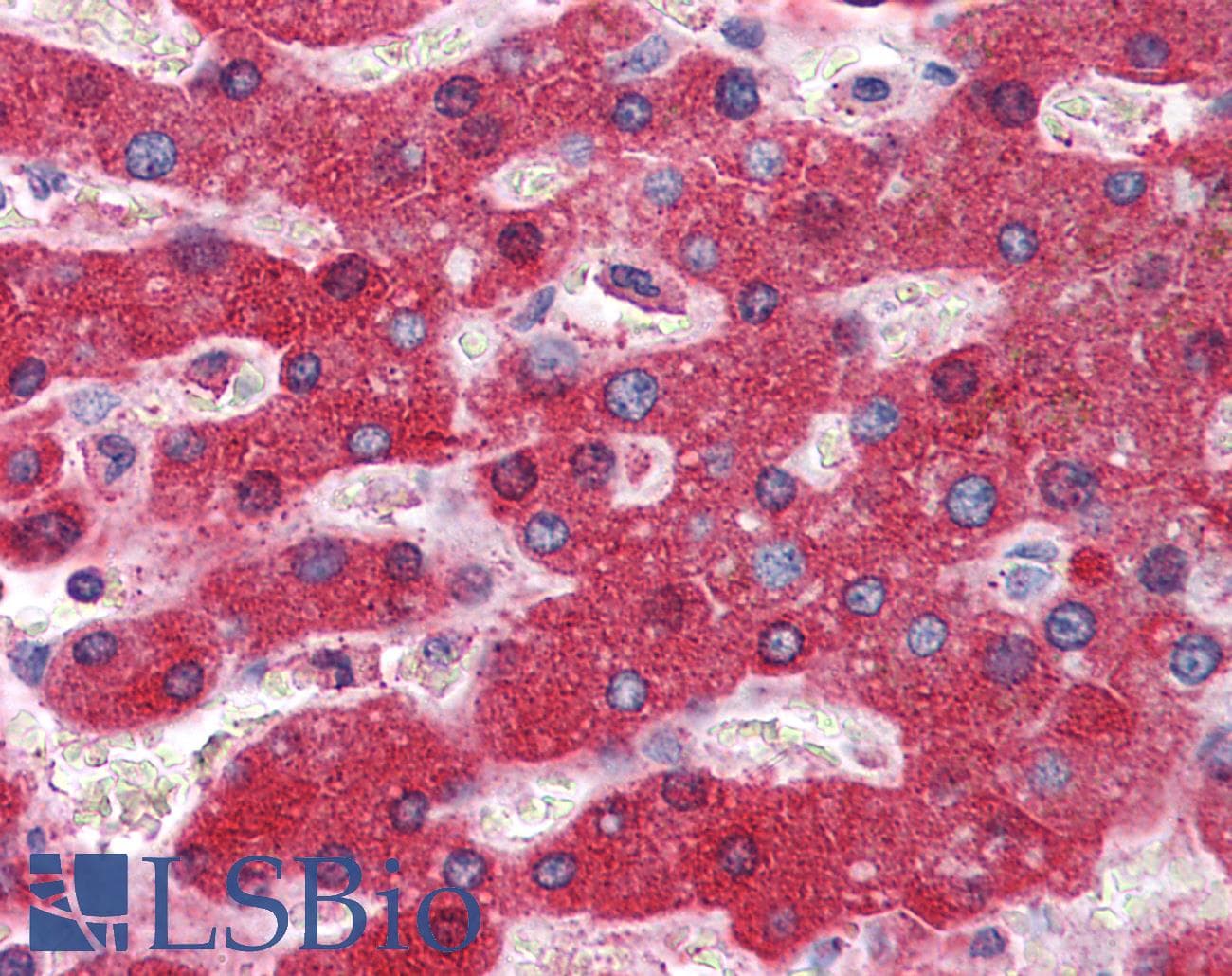 IHC-plus™ CYB5A / Cytochrome b5 Antibody (clone 4C2)
