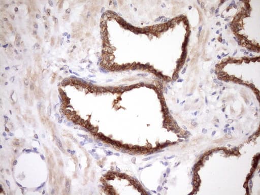 MORF4L1 / MRG15 Antibody (aa6-77, clone OTI5D2)