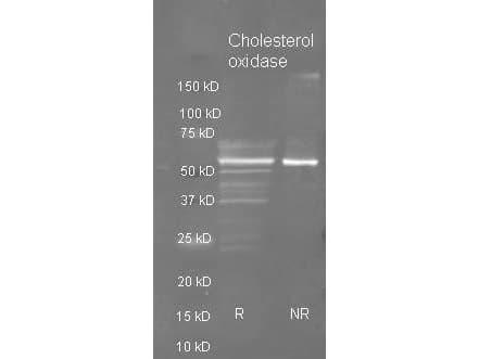 Polyclonal Goat anti-Streptomyces choD Antibody (Lyophilized, WB)