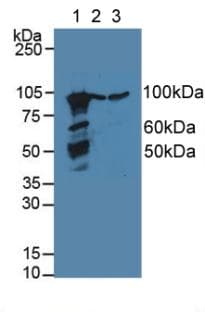 CANX / Calnexin Antibody (aa263-482)