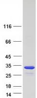Human ACRP / SPAG7 Protein (Recombinant Myc-DDK (Flag))