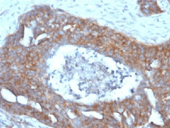 TFF1 / pS2 Antibody (phospho-Ser2, clone GE2, Azide-free, BSA-free)