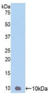CXCL3 / GRO Gamma Antibody (aa35-107)