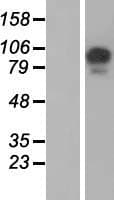 USP26 Protein (Over-Expression Lysate Myc-DDK (Flag))