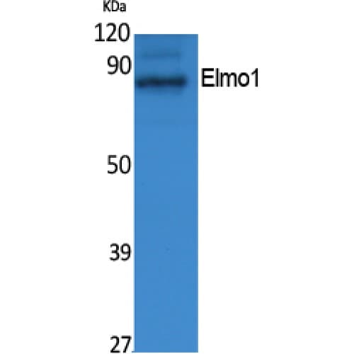 ELMO1 / ELMO 1 Antibody (N-Terminal)