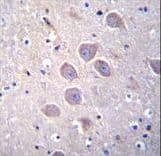 PCDHA5 Antibody (aa287-315)