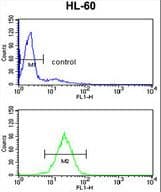 HSD17B7 / PRAP Antibody (aa57-85)
