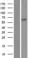 ACCN3 / ASIC3 Protein (Over-Expression Lysate Myc-DDK (Flag))