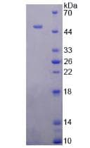 Rabbit ATP1A1 Protein (Recombinant His, N-Terminal)